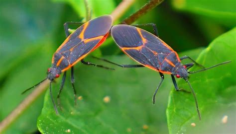 what bugs are similar to kissing bugs